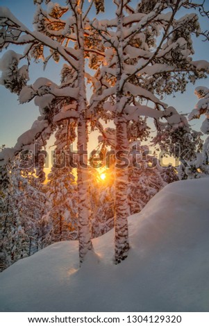 Idyllic winter wonderland scene with golden light through two trees. Shot taken in Sweden. More similar content is found in my portfolio.