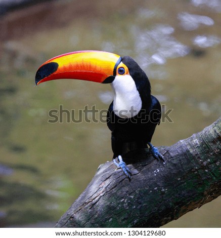 Close-up of the toco toucan Ramphastos toco.Brazil. Iguazu