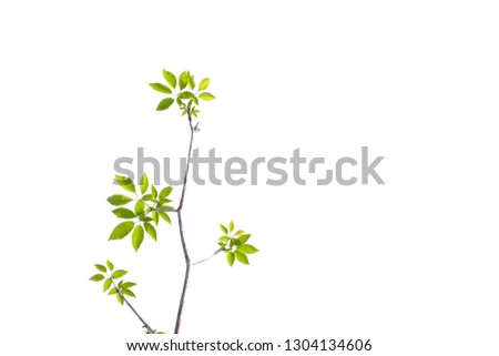 A beautiful twig of tropical tree leaves with sunlight white isolated background for green foliage backdrop 