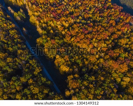 Aerial view of autumn colored forest. dirt road Drone shot bird eye. Natural pattern in top down aerial view over the forest. green and yellow, treetops at sunset, copy space