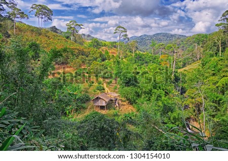 Beautiful nature view of tropical forest at Khao Yai national park in Thailand , Asia 

