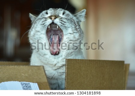 closeup of a yawning, senior, mixed breed, tabby point cat showing his teeth