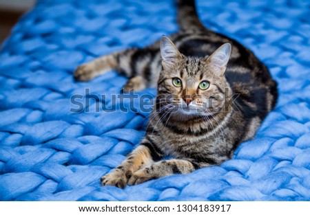 Gray and brown striped cat on a blue knitted blanket background in sunlight. Pet on the bed.