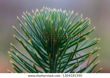 bud flower rose spines pine tree seedlings and succulent plant macro shoot