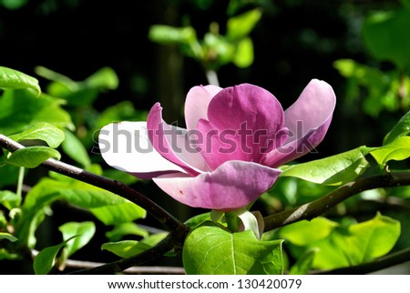 Blooming magnolia tree in Luzernx park, Switzerland