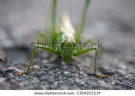 Grasshopper sitting on coal tar macro picture