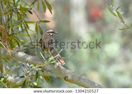 Long-tailed mockingbird (Mimus longicaudatus) perched on branches of its natural environment