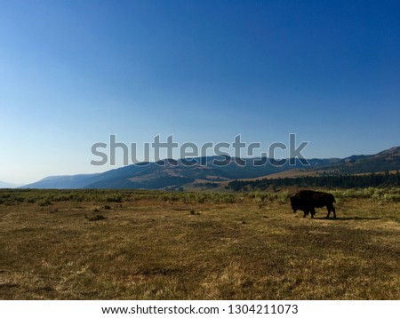Yellowstone National Park. Yellowstone features dramatic canyons, alpine rivers, lush forests, hot springs and gushing geysers. Pictured is a bison grazing on a vast plain.