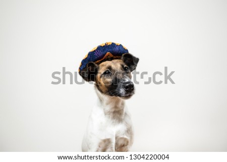 Portrait of cute puppy in mexican traditional hat posing in white background indoors. Smooth fox terrier dog dressed up in sombrero hat sitting in isolated studio background