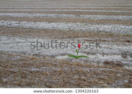 Red  tulip  in the Field, Lisse, Nederland.