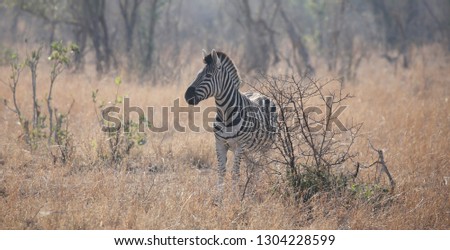 zebra in Kruger National Park, South Africa