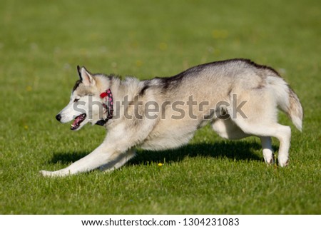 Siberian Husky,  is a medium-size, dense-coat working dog breed that originated in north-eastern Siberia