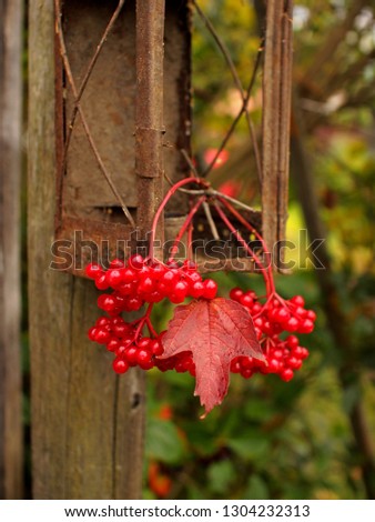 Summer or autumn beautiful scene.old grunge rusty metal lantern with  bunch of ripe viburnum in garden.Fall rustic composition with red berries.Vintage retro instagram style filter effect.