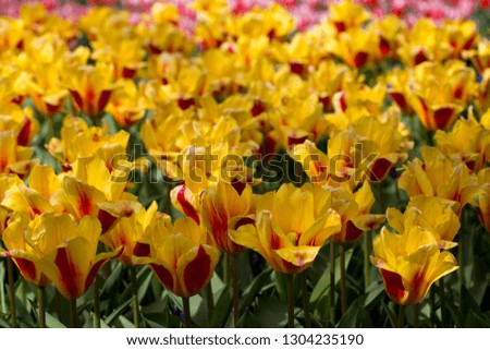 Yellow with red Tulips, Keukenhof, Nederland.