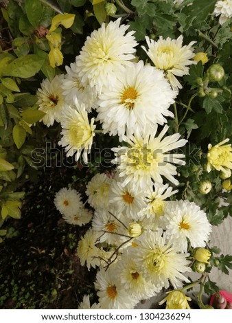 White Flower. Calendula - Picture
