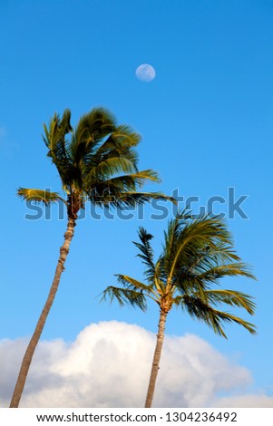 Palm in the beach at sunset, Maui, Hawaii, USA,