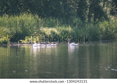 flock of wild birds resting in water near shore, summer green foliage - vintage retro look