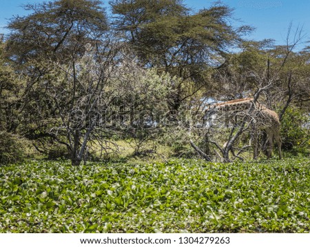 Lake Naivasha, KENYA - September, 2018. A giraffe eats bushes in a forest that borders a lake