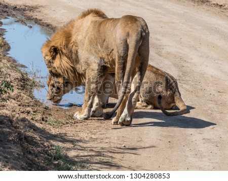 Lake Nakuru, KENYA - September, 2018. A lion and a lioness drink from a pool on a sunny day during the mating season