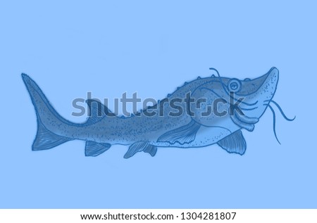 Sturgeon fish on light blue background
