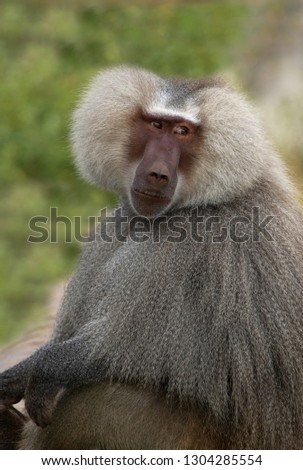 Old World monkeys: Hamadryas Baboon
(Papio hamadryas) male portrait.