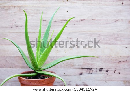 Aloe vera pot plant on wooden table background, skin care background concept, copy space