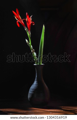Red flower in Clay vase on black background.