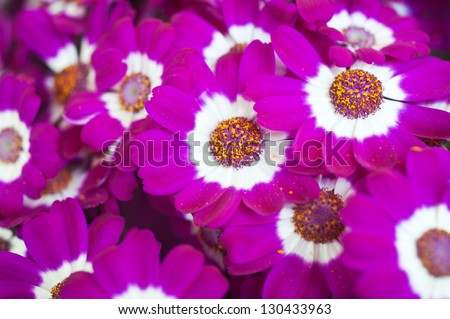 Flowers: Pink and white Cineraria