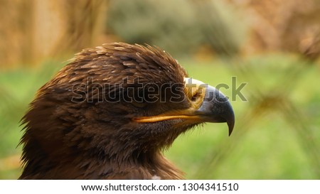 Wild Aquila Nipalensis Eagle Portrait