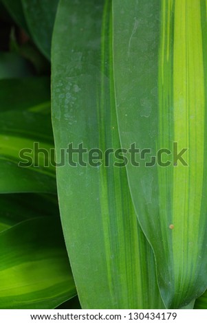 Queen of Dracaenas - Green leaves background
