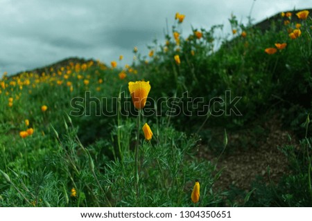 california poppies hillside