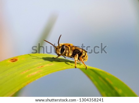 Macro landscape of bees up to the thatch grass