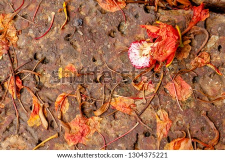 Gulmohar flowers petals withered, red orange flower after rain on old brick 
