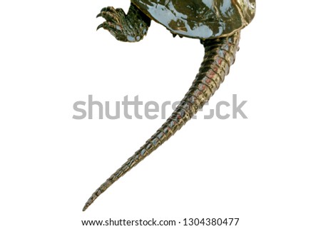 Turtle "Platysternon megacephalum" on a white background,Is a freshwater turtle, carnivorous, Platysternon megacephalum.