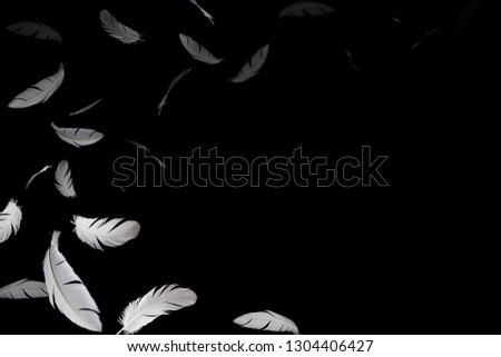 white feathers floating in the dark. isolated on black background. 
