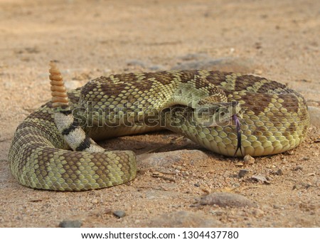 Mojave Rattlesnake (Crotalus scutulatus) Royalty-Free Stock Photo #1304437780