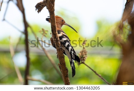 Common Hoopoe Perch on branches
