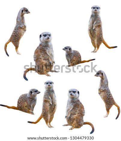 Meerkats isolated on white background Royalty-Free Stock Photo #1304479330