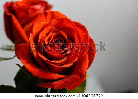 Beautiful pink rose with water drops macro picture on dark grey and white background copyspace  Horizontal view 