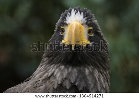Closeup portrait of a Steller's Sea Eagle
