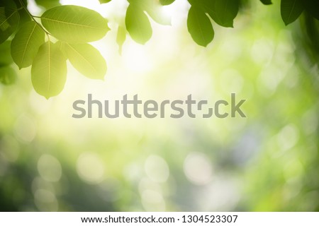 Nature of green leaf in garden at summer. Natural green leaves plants using as spring background cover page environment ecology or greenery wallpaper Royalty-Free Stock Photo #1304523307