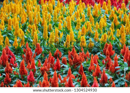 celisia in the spring bloom beautifully in the garden.(plumed celosia,woof flower,red fox)