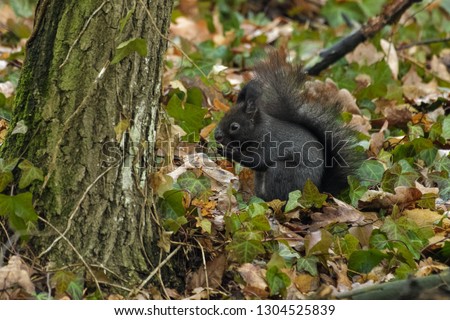 Black european squirrel on the ground eating 
