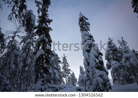 Scenic view of snow pines from hill near Rovaniemi, Finland