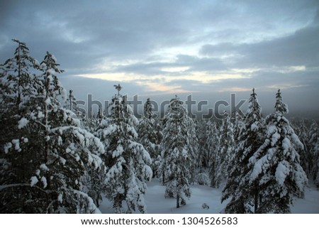 Scenic view of snow pines from hill near Rovaniemi, Finland