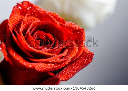 Beautiful red and white roses with water drops macro picture in the morning warm sunlight. Macro Image of a rose with water drops close up with copyspace.  Horizontal view 