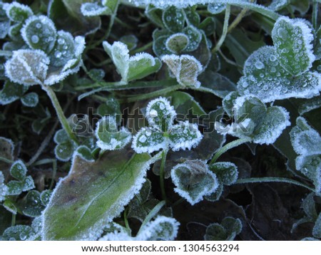 Clover leaves after morning frosts