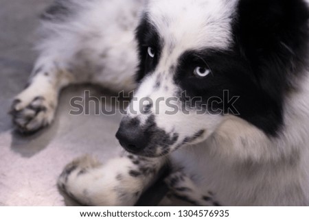 Black and white dog with blue eyes