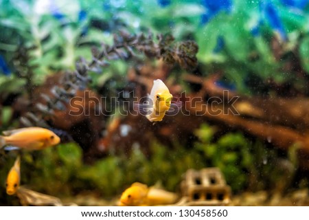 Beautiful yellow fishes float in a glass aquarium