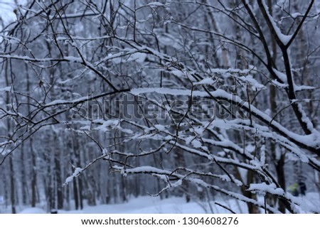 Beautiful winter trees branches with a lot of snow.